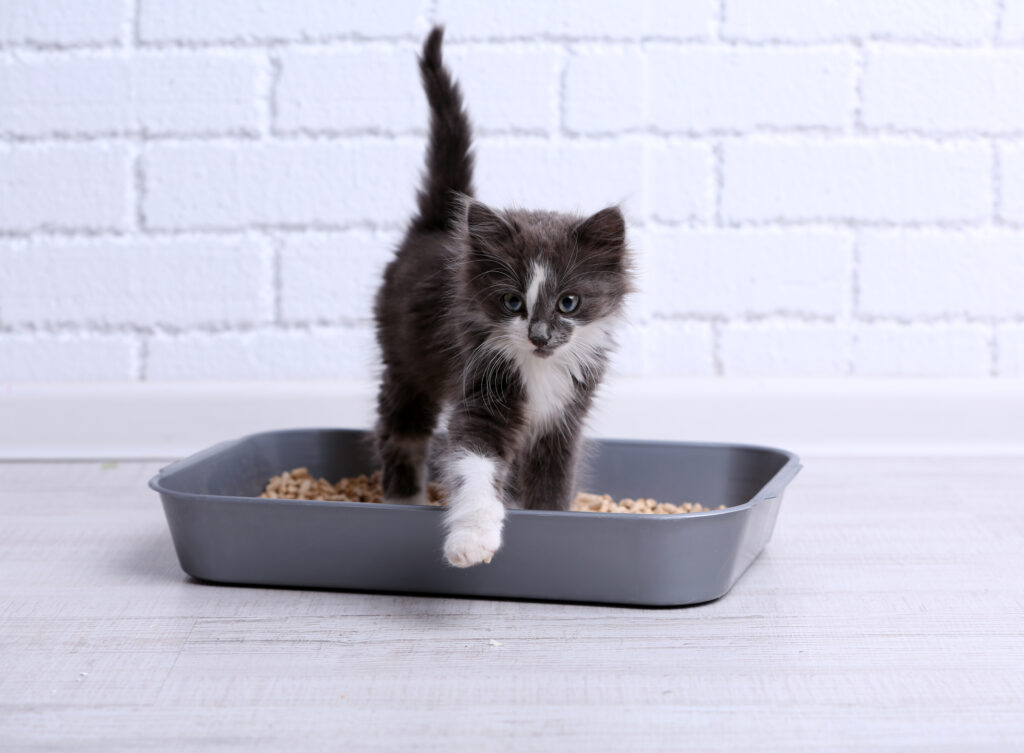 Kedi Kumu ve Kum Kabı Seçimi - The Vets Hub