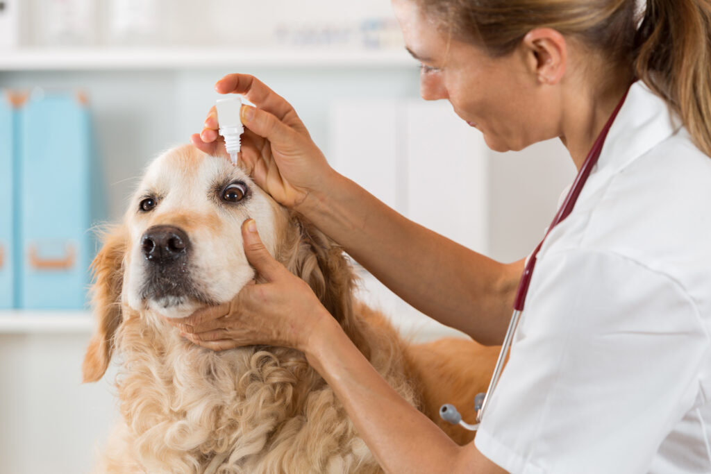 Köpeklerde Kuru Göz - The Vets Hub Veteriner Kliniği İzmir