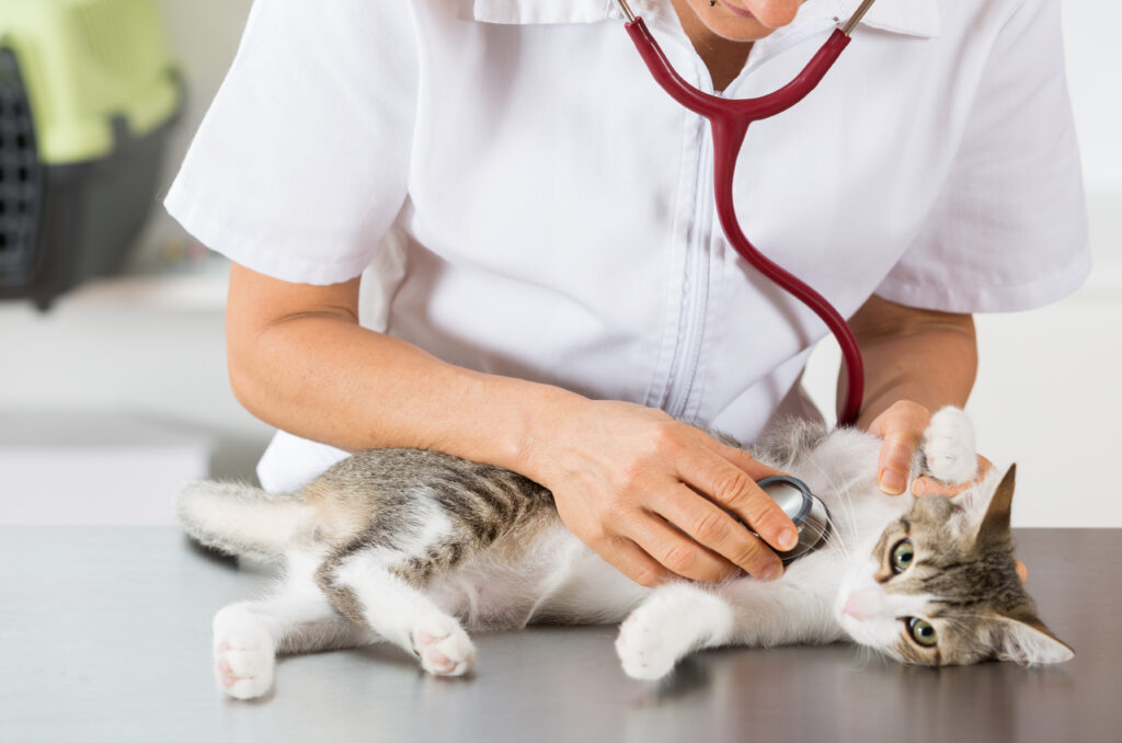 Kedi Hastalıkları - The Vets Hub İzmir Veteriner