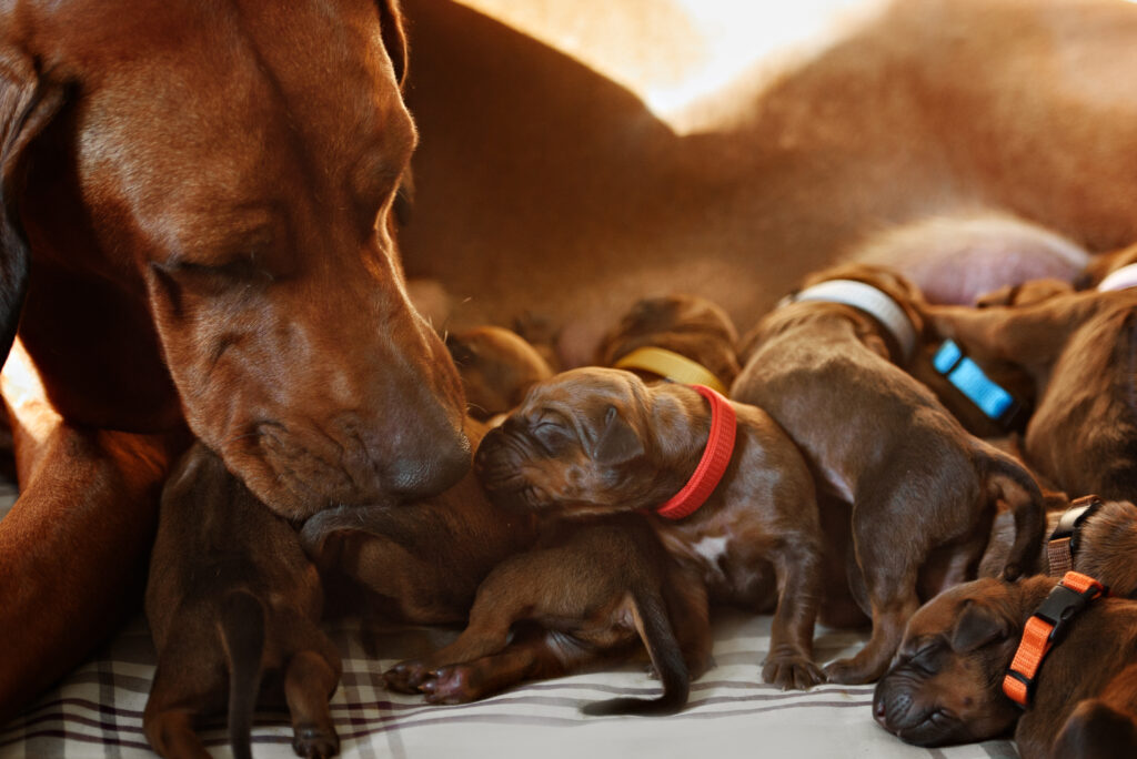 Köpeklerde Gebelik ve Doğum Köpekler Kaç Günde Doğurur? - The Vets Hub