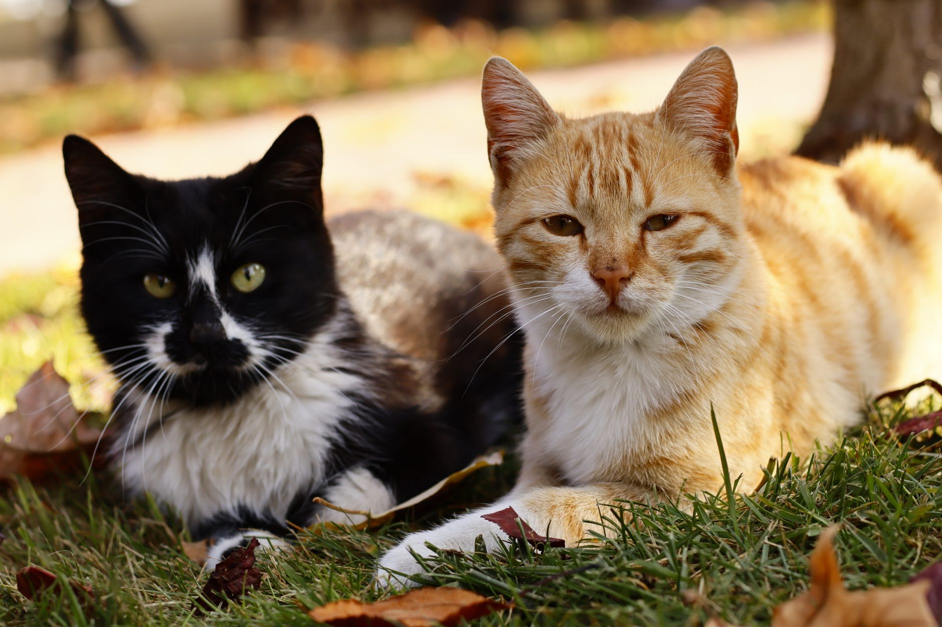 Kedi Ürünleri - The Vets Hub Petshop