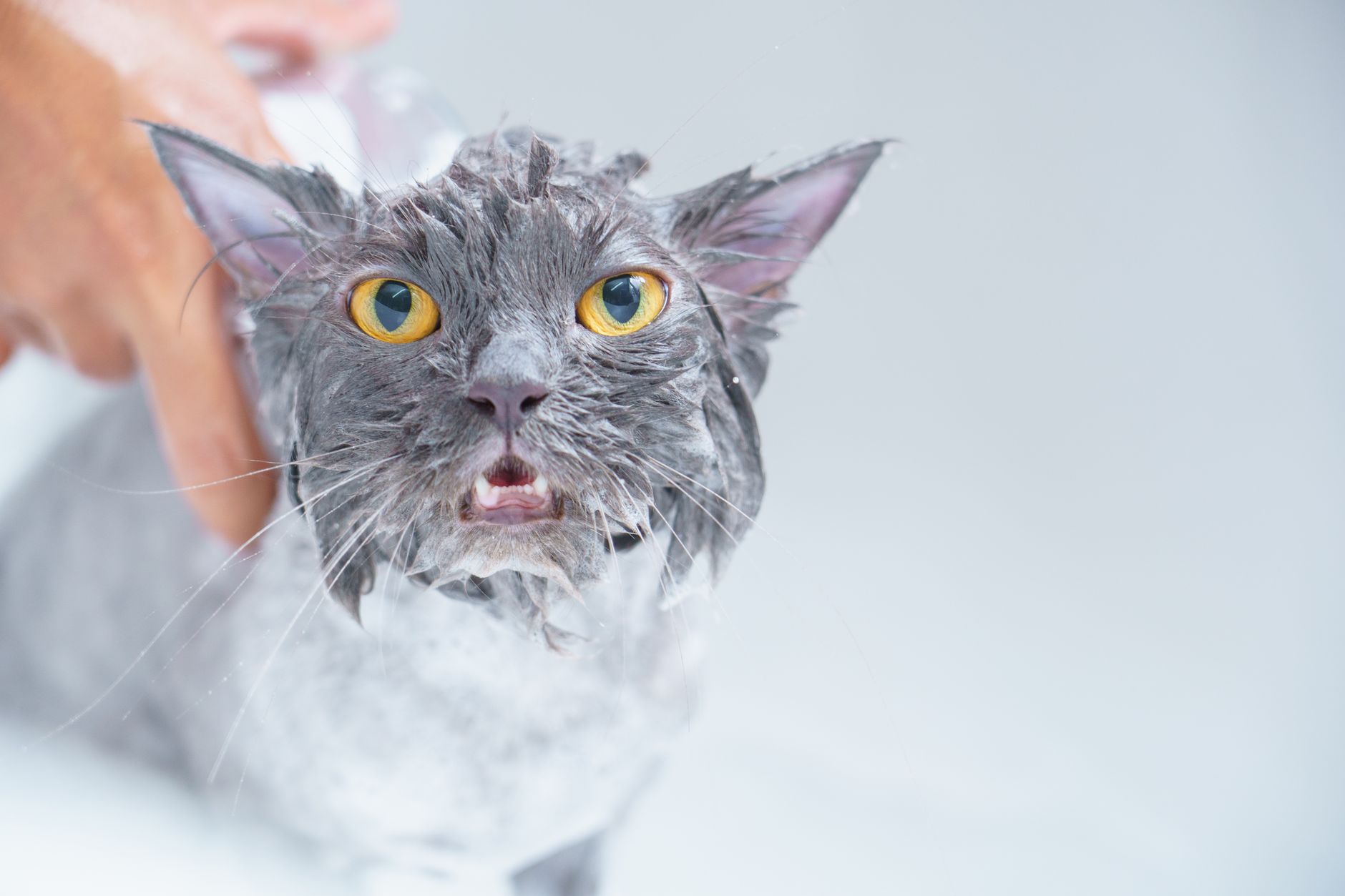 Kedi Tüy Bakımı ve Tarama Önerileri