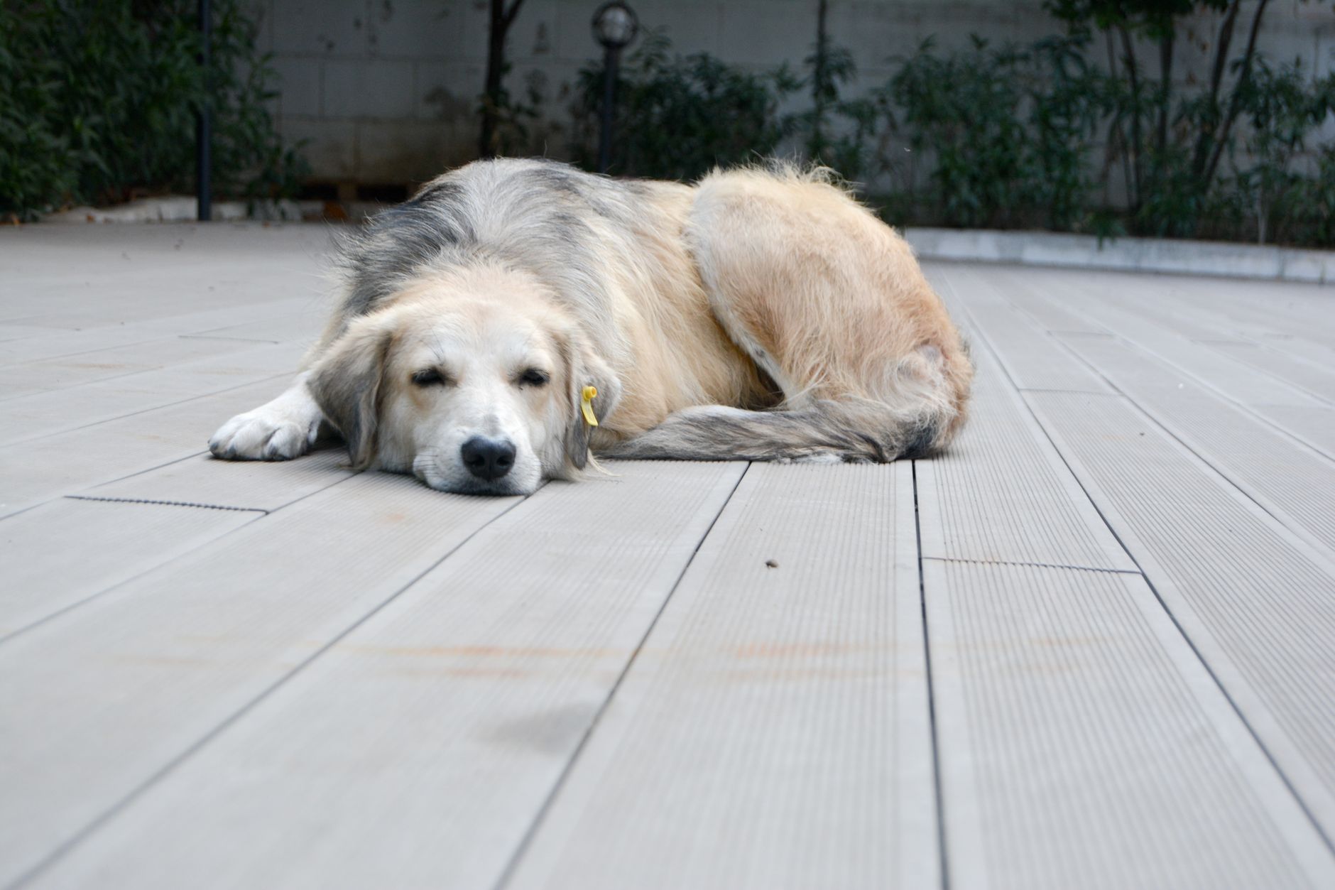 Onkoloji - The Vets Hub Veteriner Kliniği İzmir