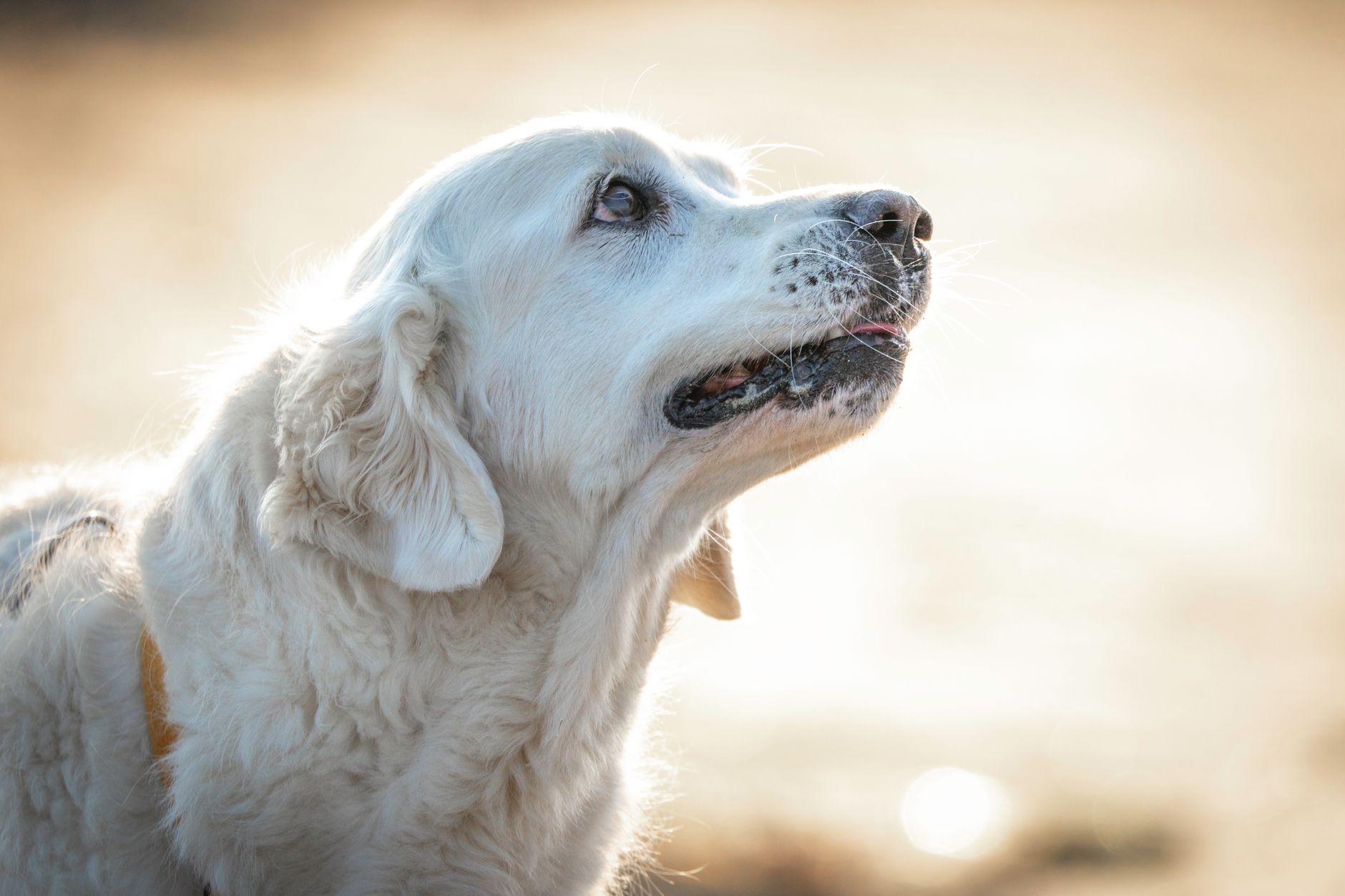 Köpeklerde Diş Taşı Temizliği Nasıl Yapılır?