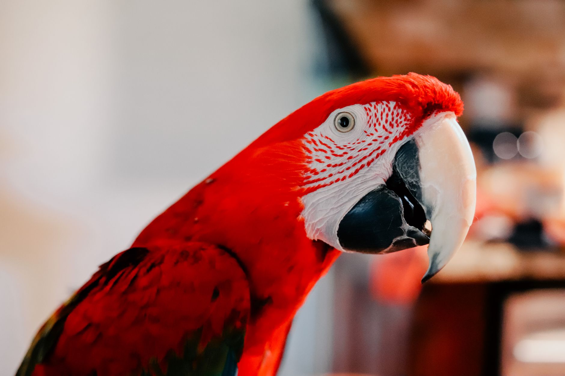 Kuş Ürünleri - The Vets Hub Petshop