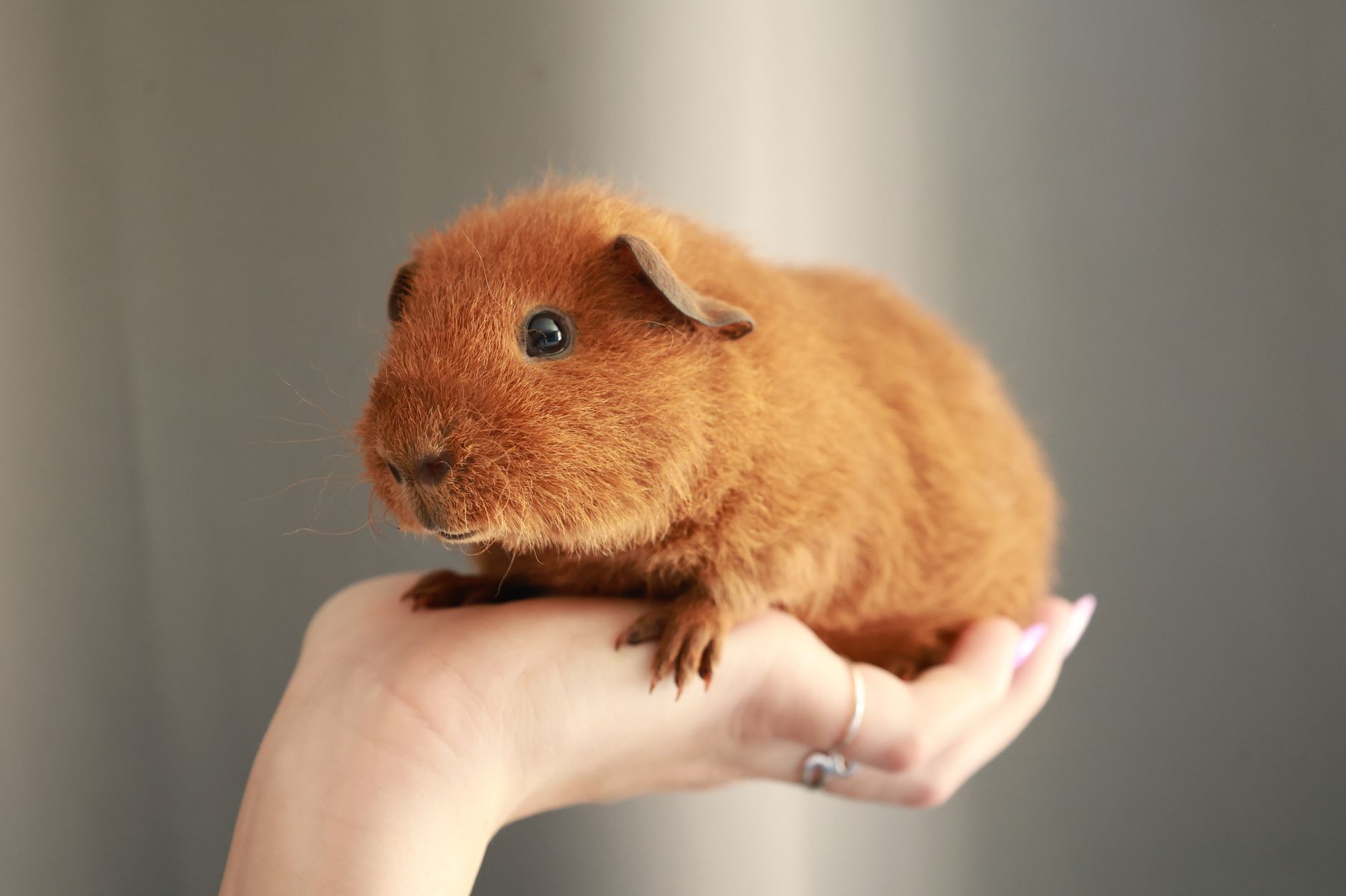 Kemirgen Ürünleri - The Vets Hub Petshop