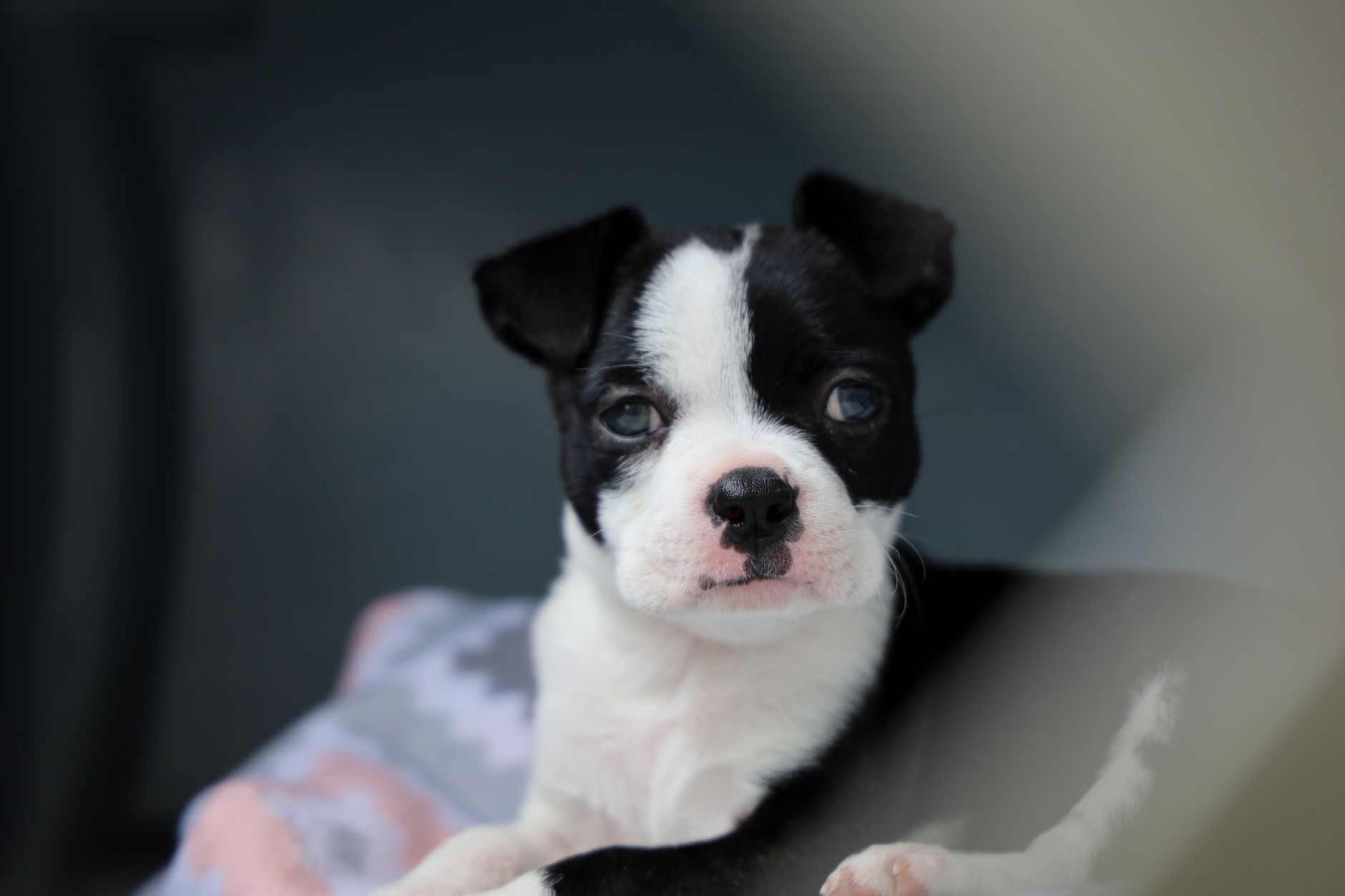 Yavru Köpek Bakımı: İlk Aydan İtibaren Bilmeniz...